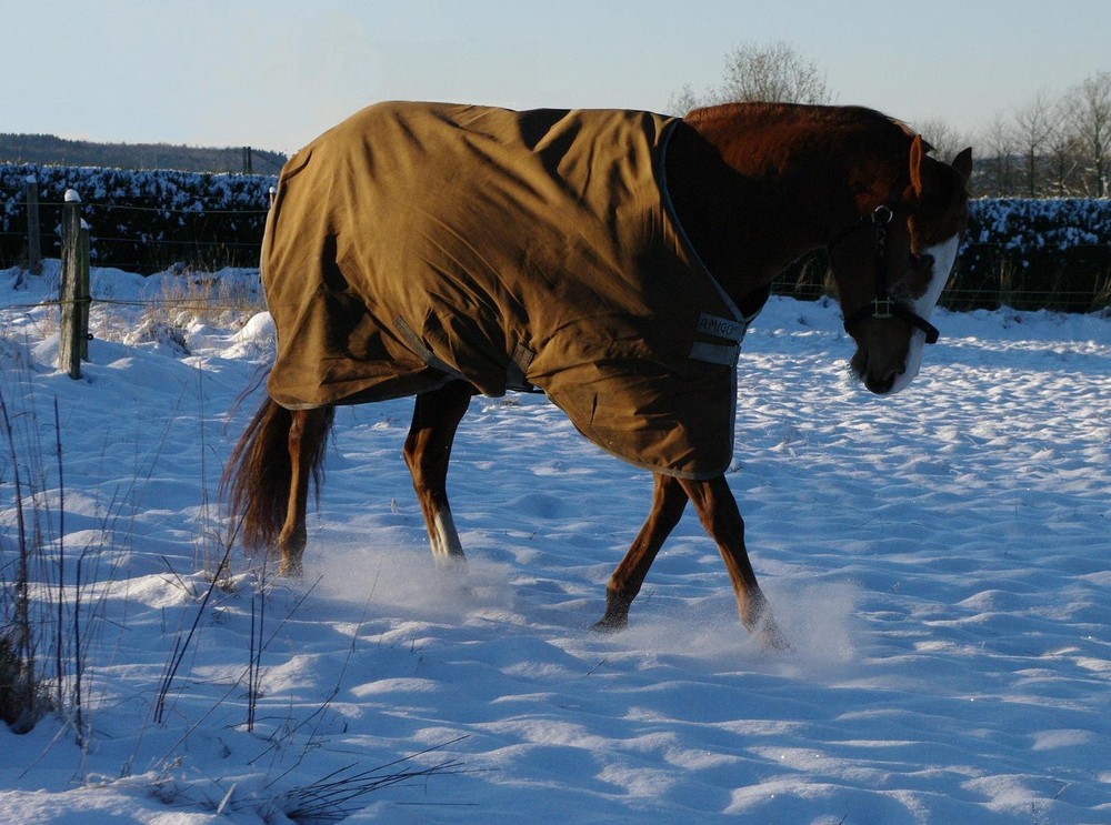 "Snow-Pleasure"