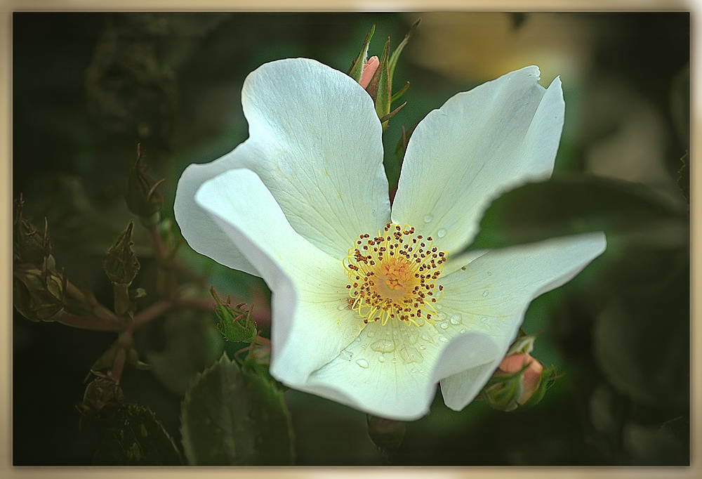 Snow Pretty Strauchrose