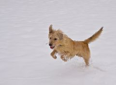 Snow Rabbit