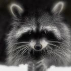 "snow racoon"