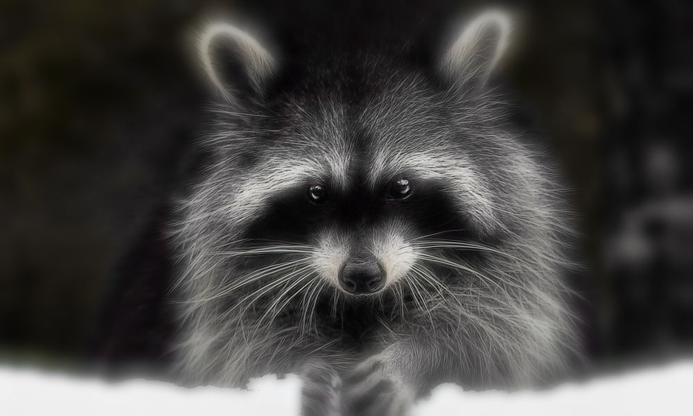 "snow racoon"