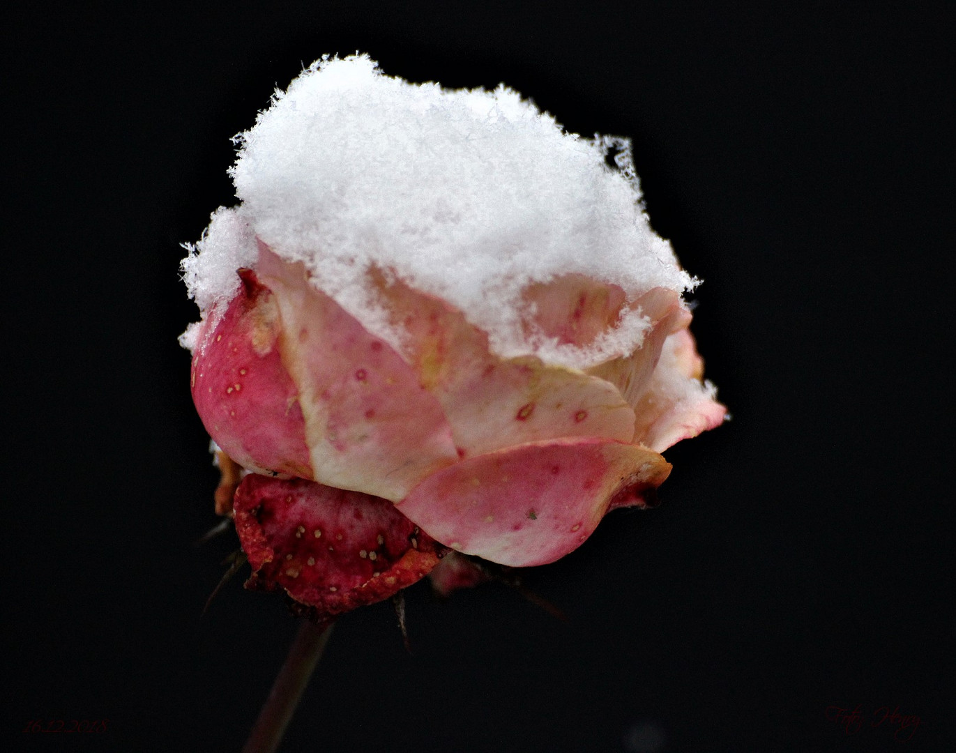 snow rose / Schneerose