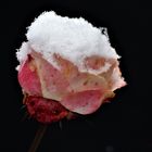 snow rose / Schneerose