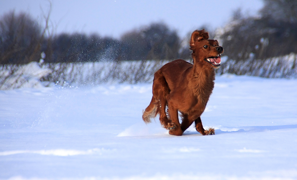 Snow Runner Maya! Miep Miep!