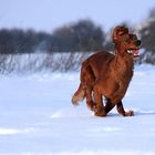 Snow Runner Maya! Miep Miep!