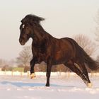 Snow Running