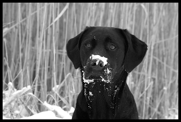 Snow Snooping