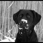 Snow Snooping