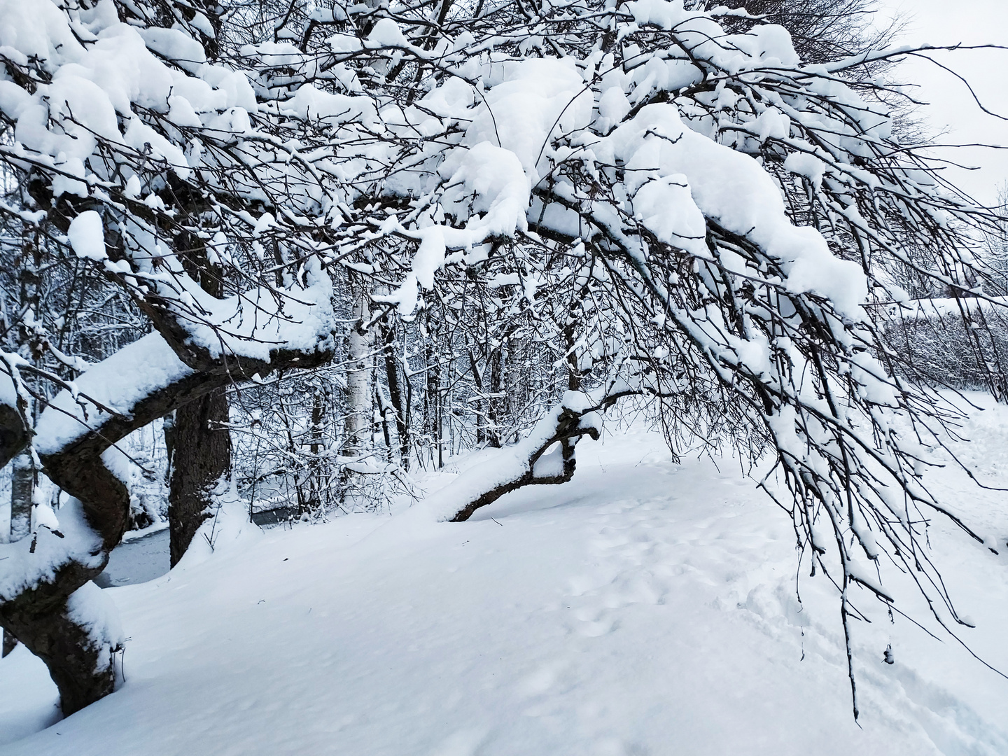 Snow, snow and snow