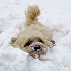 Snow swimming