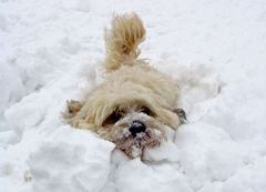 Snow swimming