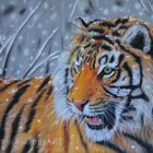 Snow Tiger