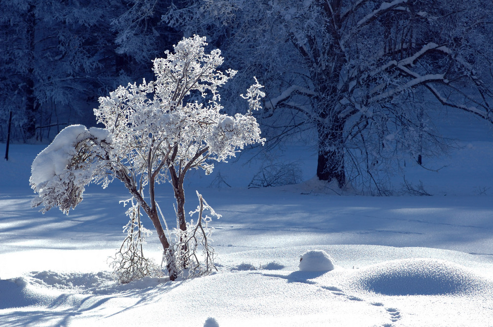 Snow trace von Henry Kellner