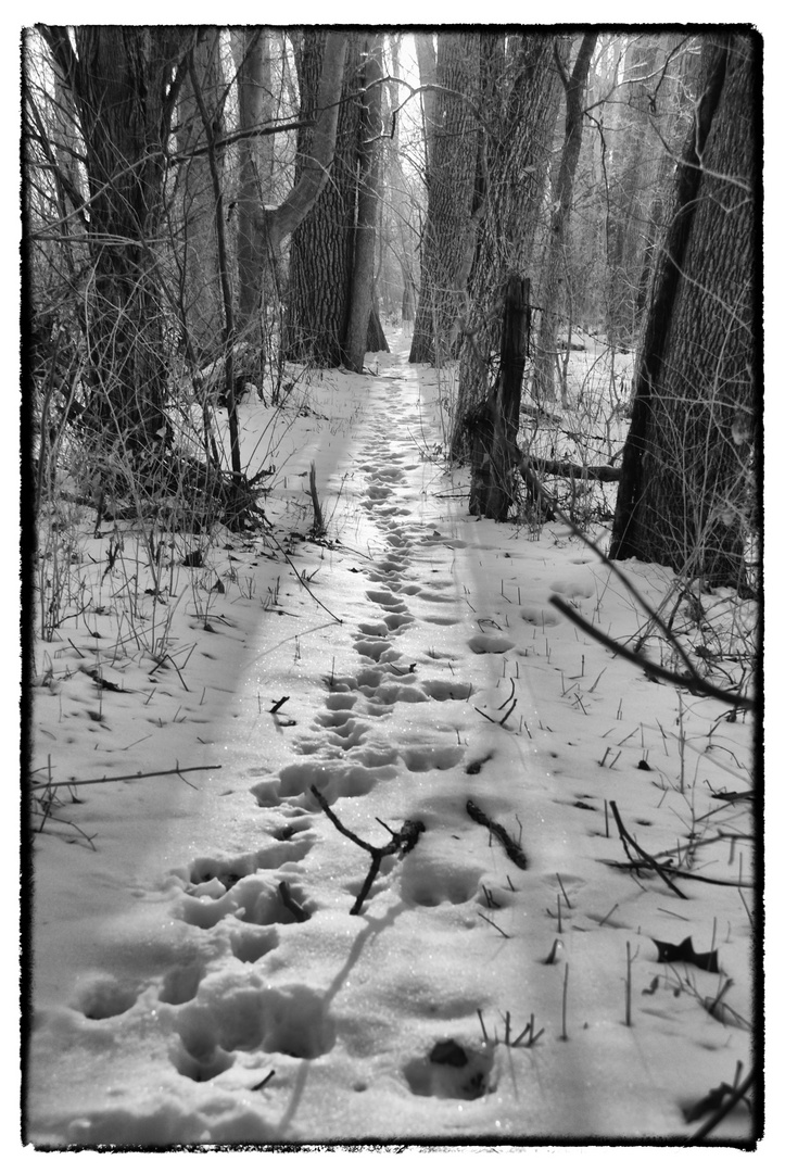 Snow Tracks on Ploughshares Farm