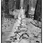 Snow Tracks on Ploughshares Farm