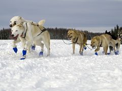 Snow Treck