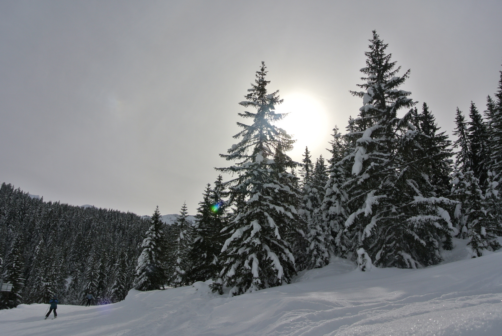 Snow tree