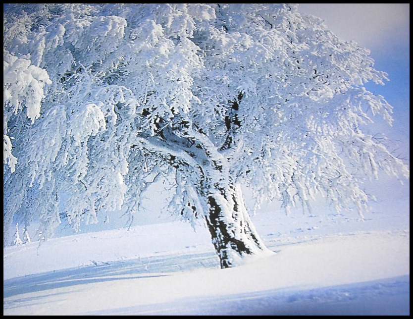 snow tree