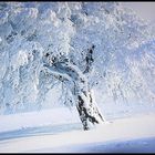 snow tree