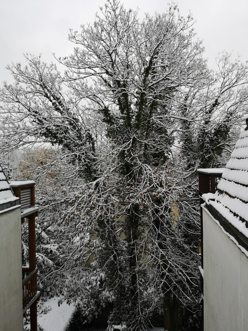 Snow-Tree