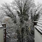 Snow-Tree