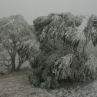 Snow Tree