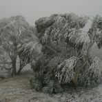 Snow Tree