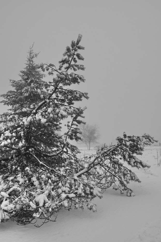 Snow Tree