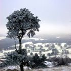 Snow tree