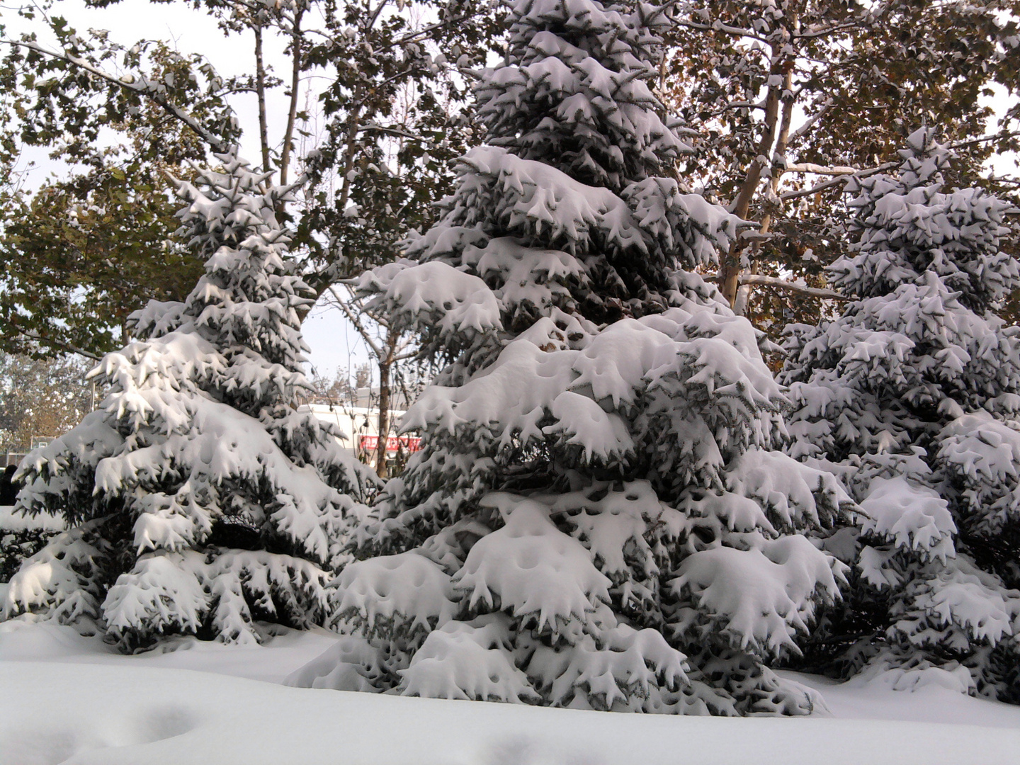 snow tree