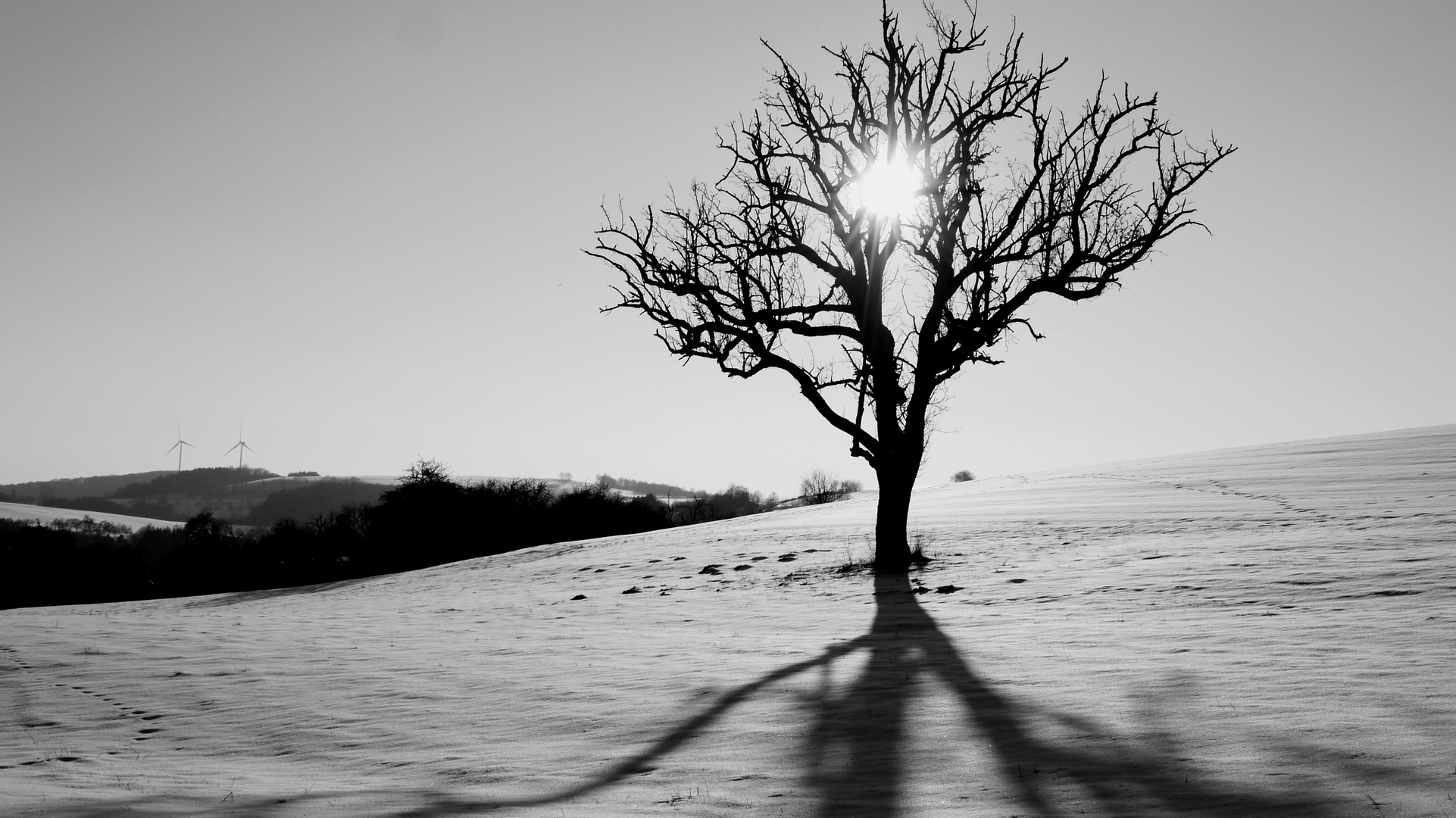 Snow Tree