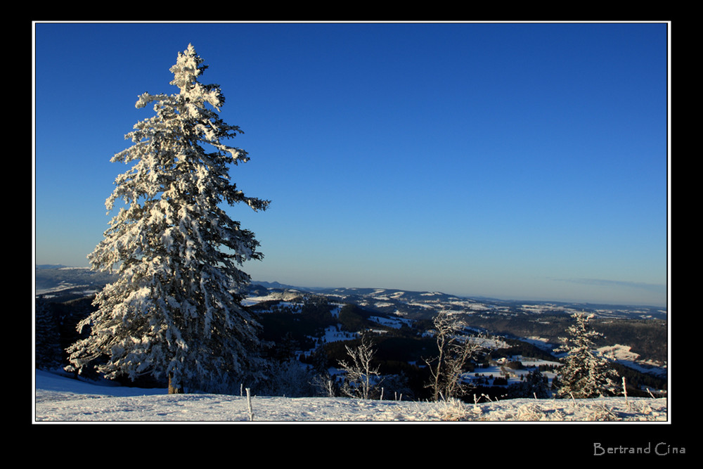 Snow tree