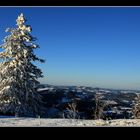 Snow tree