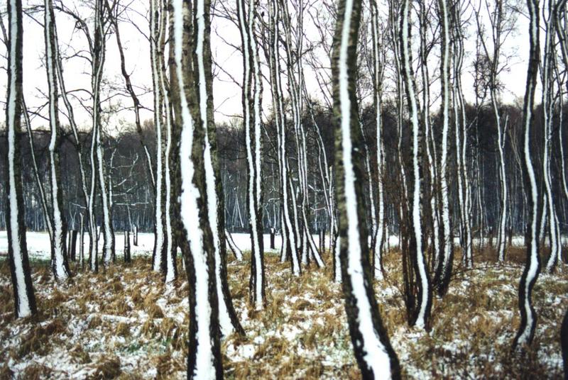 Snow-Trees