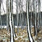 Snow-Trees