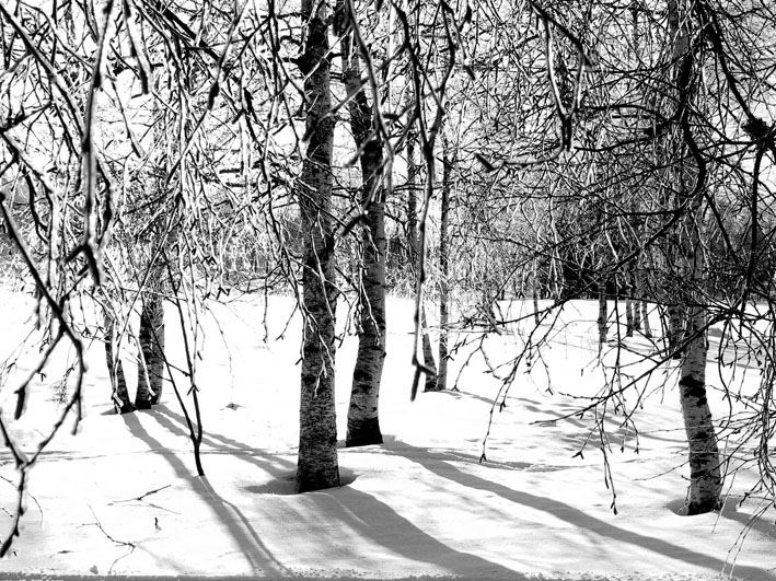 snow trees von Patricia Verburg