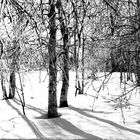 snow trees