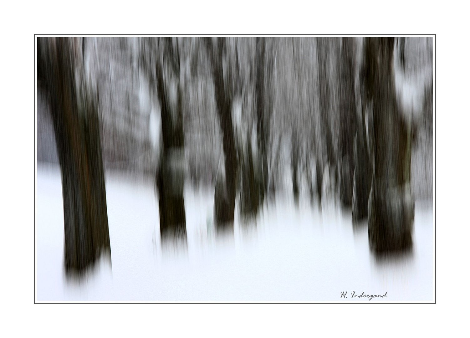 Snow Trees