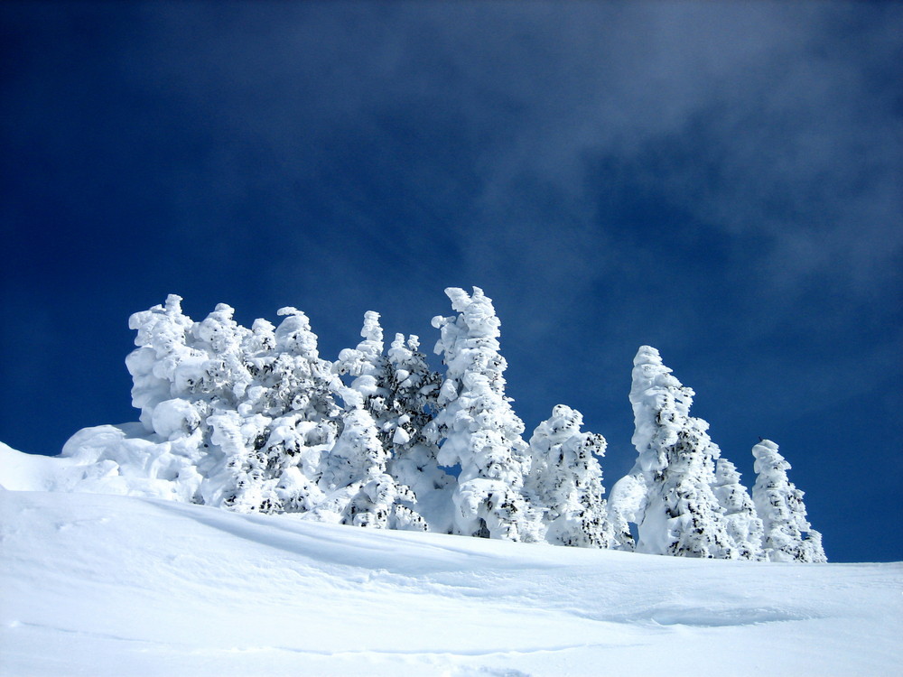 Snow Trees In Whistler