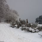 Snow walk