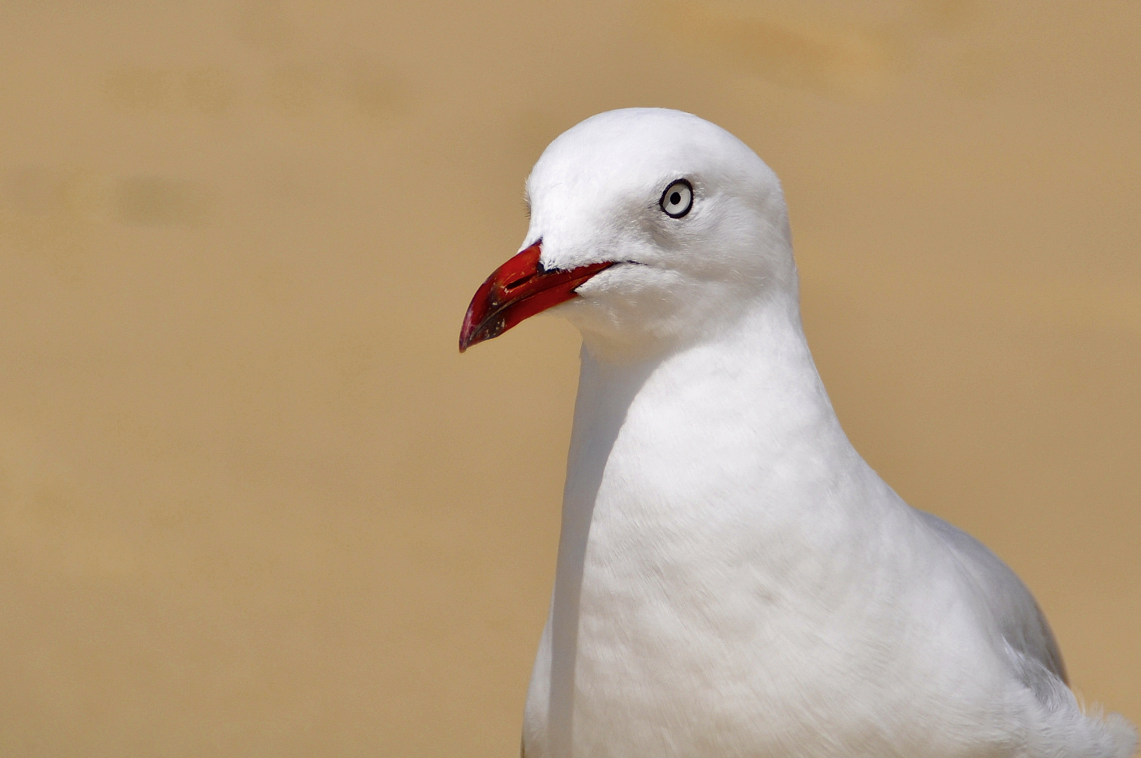 Snow White on the Beach