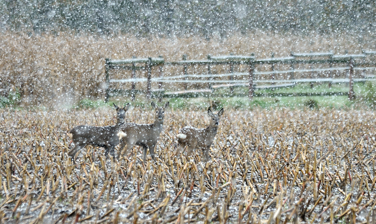 Snow Wild