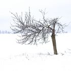 Snow_3