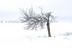 Snow_3