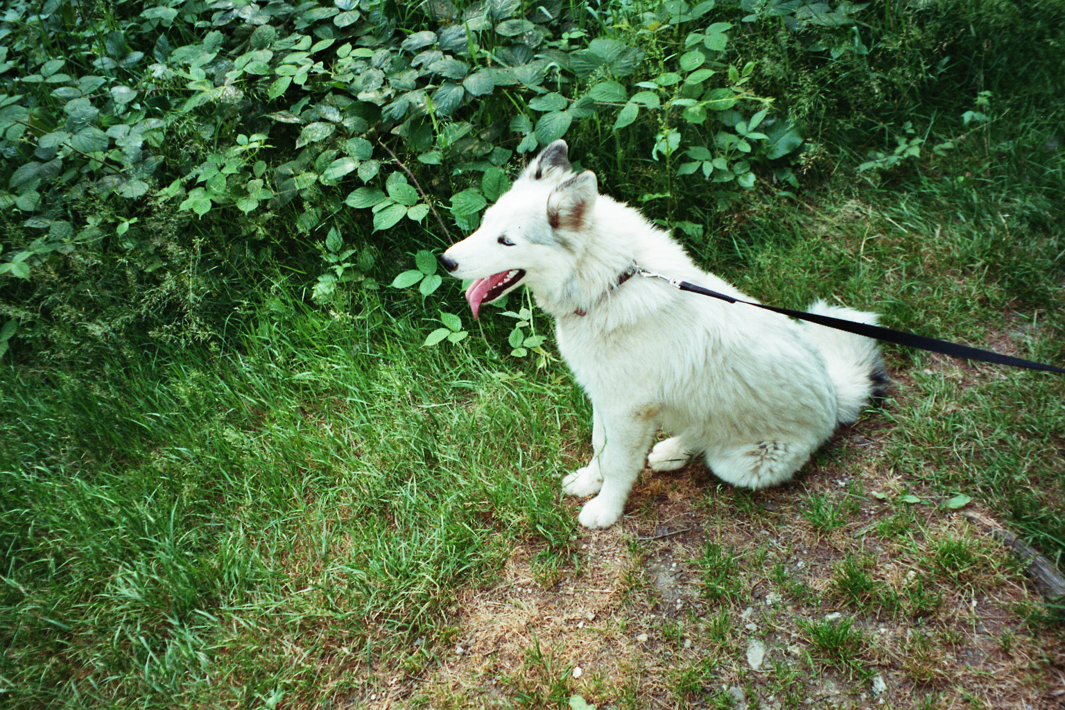 Snowball (sucht ein zuhause)