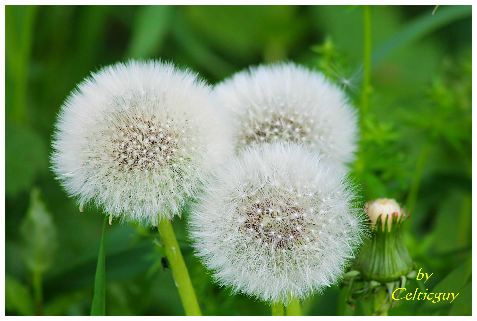 Snowballs