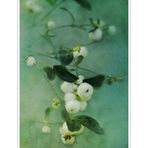 Snowberries