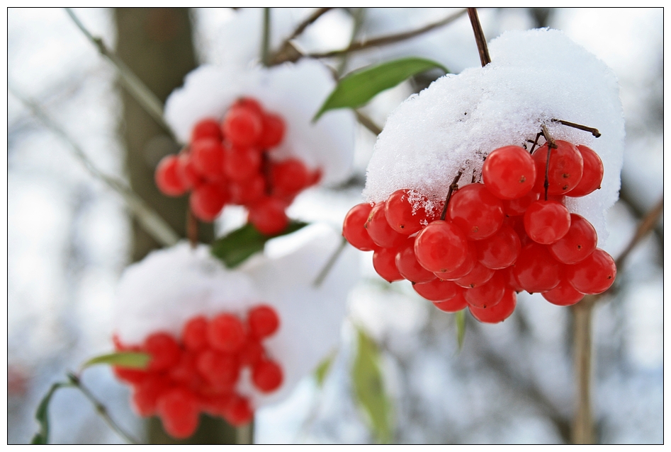 Snowberries...