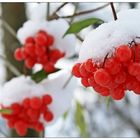 Snowberries...