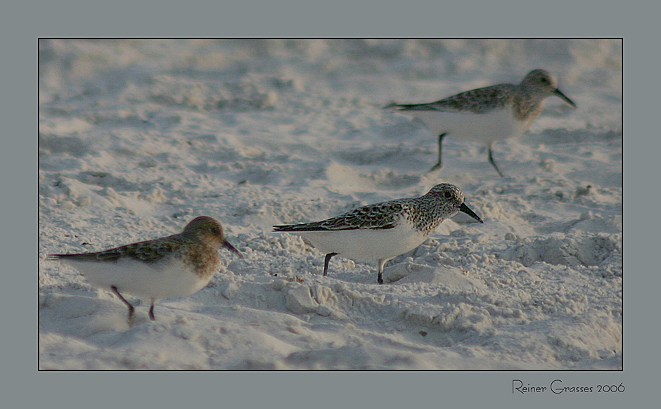 Snowbirds